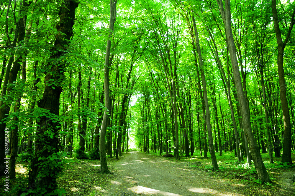 Fototapeta premium Nature. Forest
