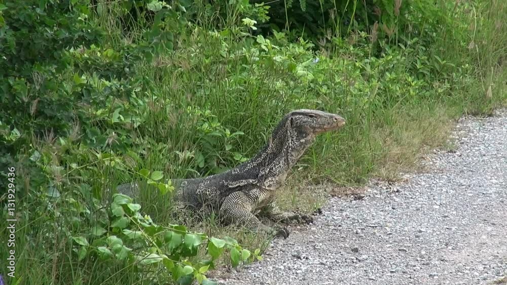 A Huge Scary Lizard. An Asian Water Monitor Lizard (Varanus salvator) sits on the side of a track and watches cautiously. Long zoom out to reveal the track. A Huge Scary Lizard. An Asian Water Monitor Lizard (Varanus salvator) sits on the side of a track and watches cautiously. Long zoom out to reveal the track.