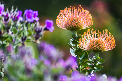 Pin-Cushion flowers framed by purple pelargonium flowers