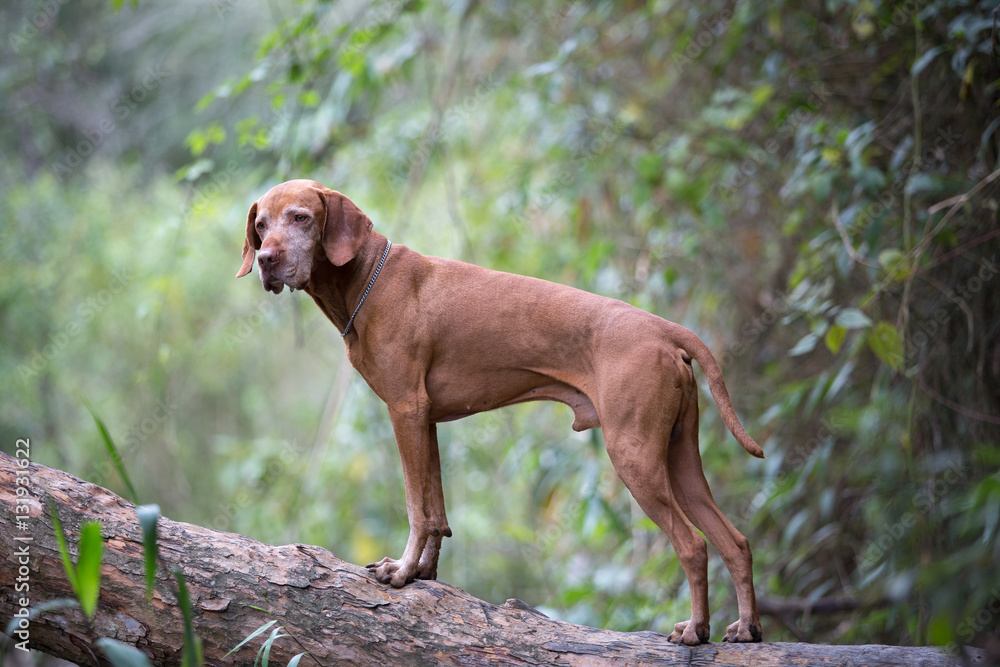 dog on a tree trunk in COlombian forest 