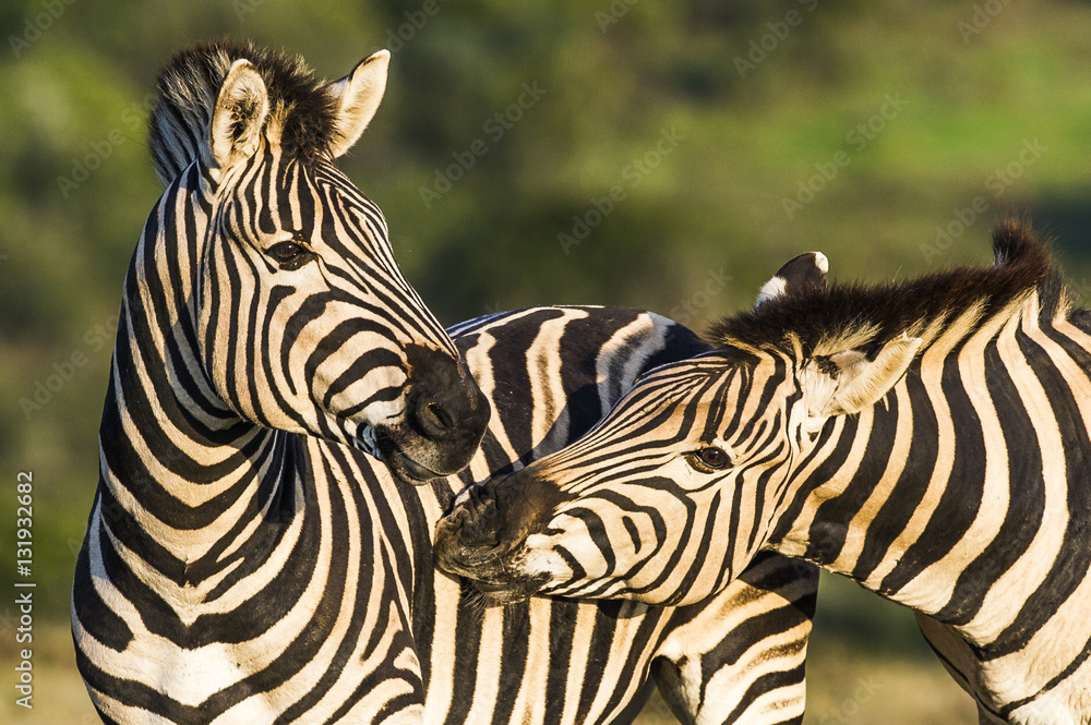Burchells Zebra stallions greeting one another by touching muzzl Burchells Zebra stallions greeting one another by touching muzzl