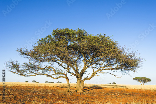 Camel thorn acacia tree growing on red Kalahari sands, South Africa photo