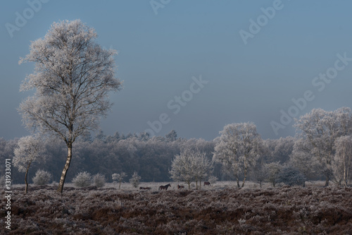 Wallpaper Mural Wild horses in winter landscape Torontodigital.ca