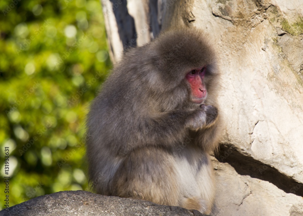 Japanese Macaque (Macaca fuscata)