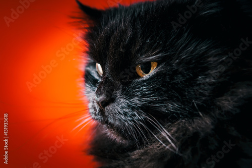 Fototapeta Naklejka Na Ścianę i Meble -  dirty black cat posing for photos on a red background