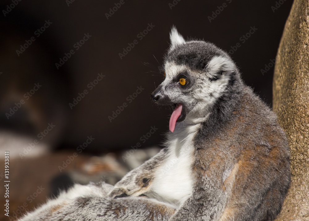 Fototapeta premium Black-and-white Ruffed Lemur (Varecia variegata)