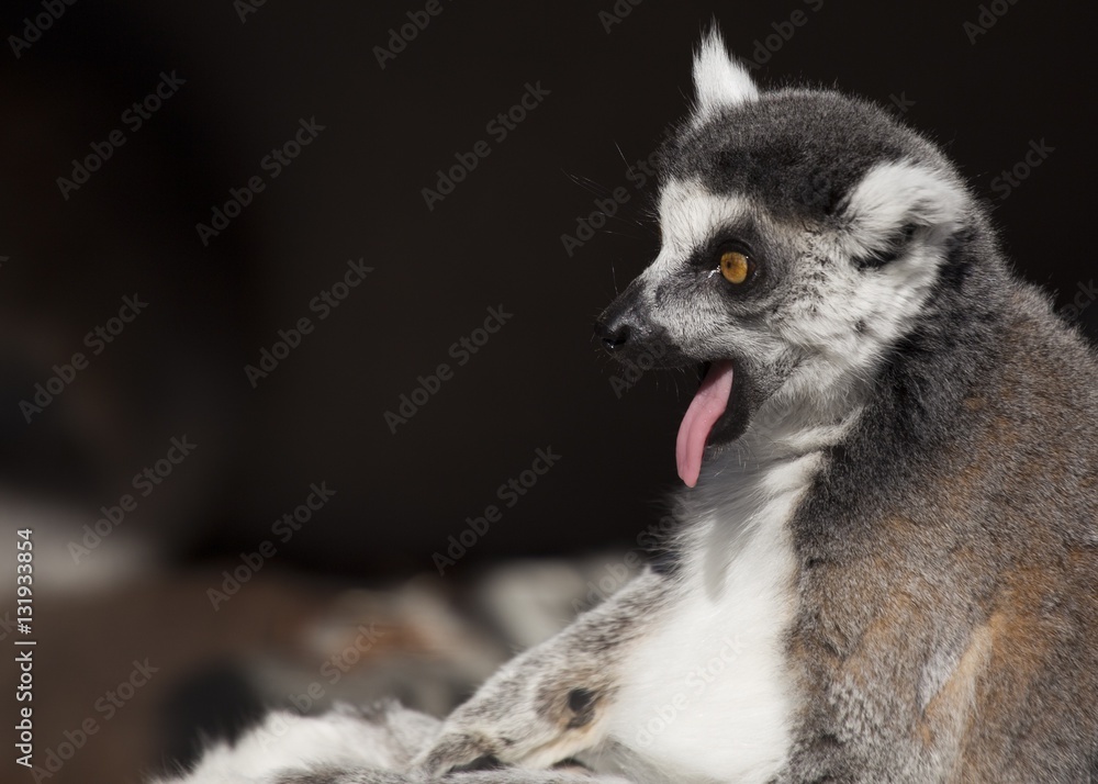 Obraz premium Black-and-white Ruffed Lemur (Varecia variegata)
