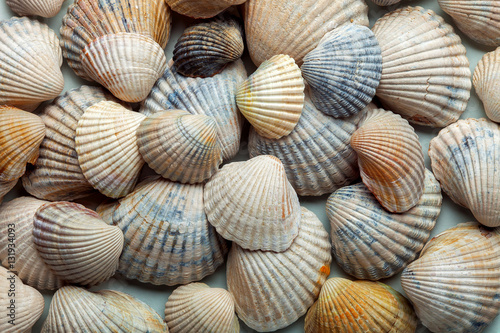 Canvas Print The sea cockleshell filled texture.