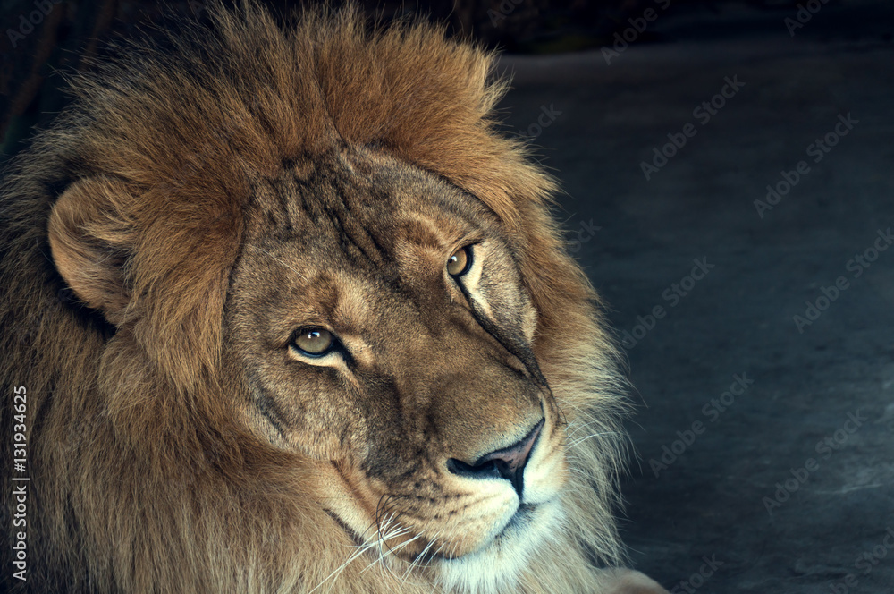 Naklejka zbliżenie lwa afrykańskiego