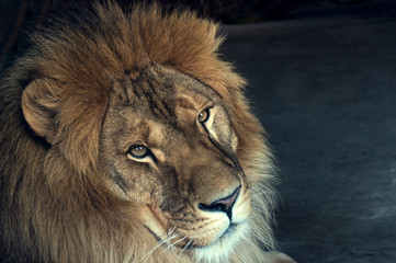 close-up of an African lion