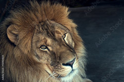 close-up of an African lion