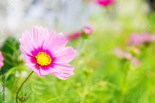 Pink flowers in the park   Colorful Pastel flowers in the garden