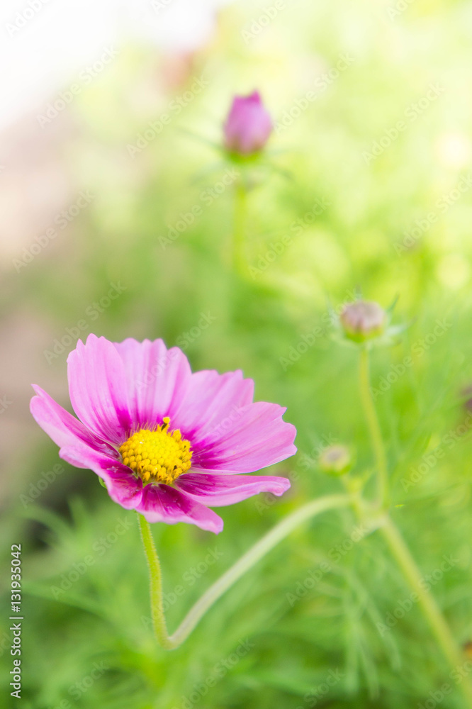 Pink flowers in the park , Colorful Pastel flowers in the garden