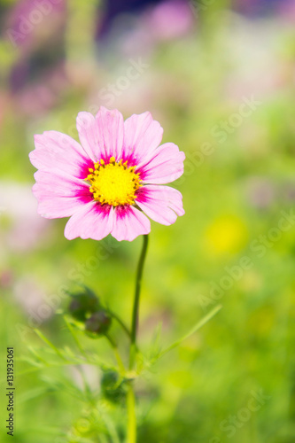 Pink flowers in the park