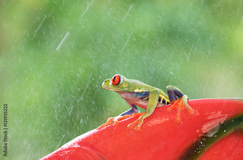 Fototapeta premium Red-eyed tree frog in the rain (Agalychnis callidryas), Costa Rica