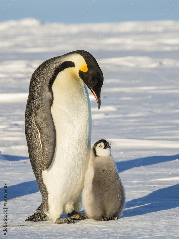 Fototapeta premium Emperor Penguins on the frozen Weddell sea