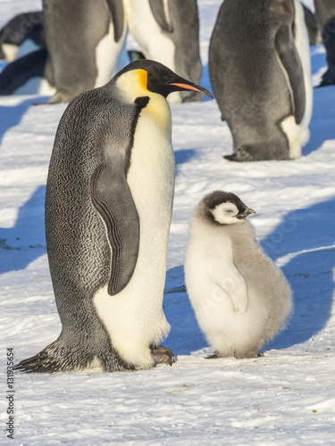Emperor Penguins on the frozen Weddell sea
