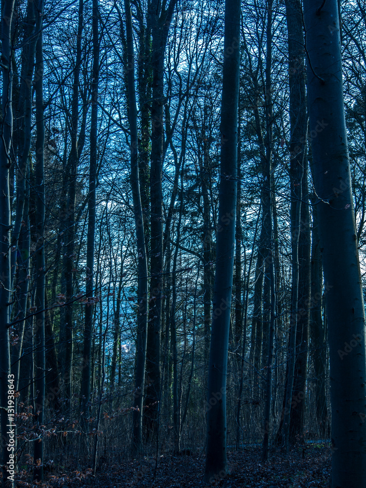 Fototapeta premium Düsterer Wald