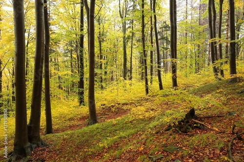 Autumn beech forest during rainfall © Aniszewski