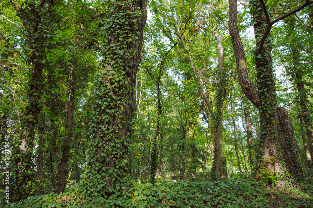 green ivy growing on the trunk of tree in the park green ivy growing on the trunk of tree in the park