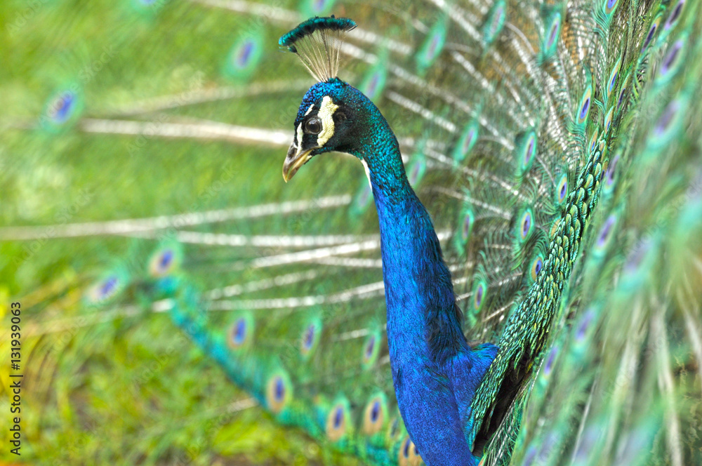 Peacock side view, close up, tail open Peacock side view, close up, tail open