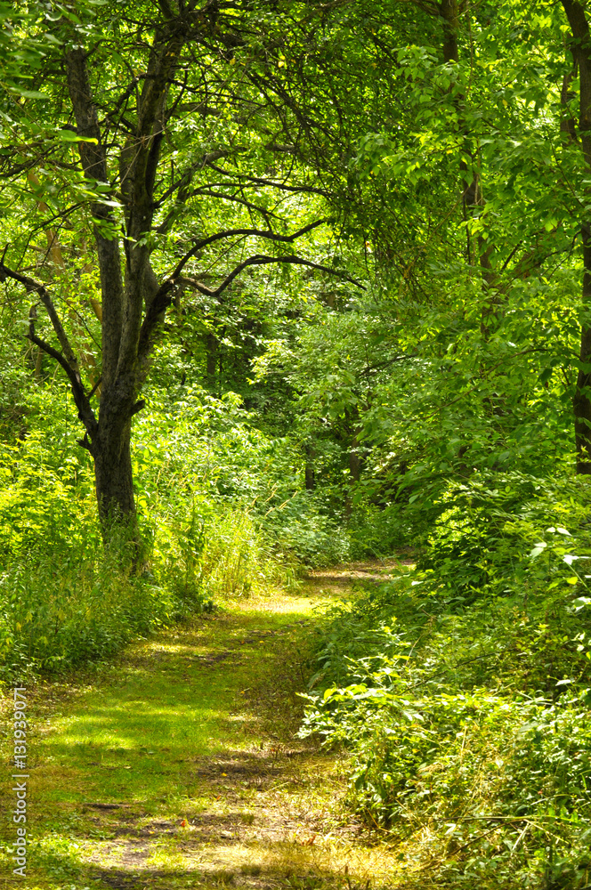wooded path in the forest, national park wooded path in the forest, national park