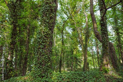 green ivy growing on the trunk of tree in the park