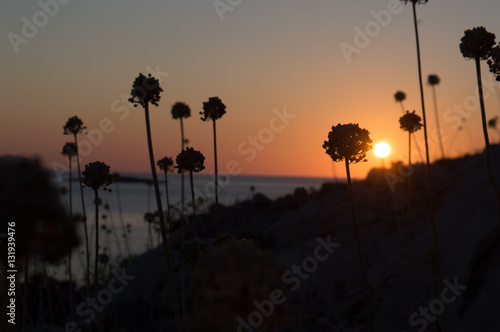 Wild leek (Allium ampeloprasum) photo