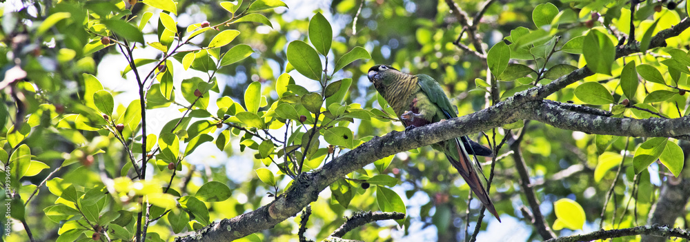 Maroon-bellied parakeet perched in Atlantic Rainforest tree Maroon-bellied parakeet perched in Atlantic Rainforest tree