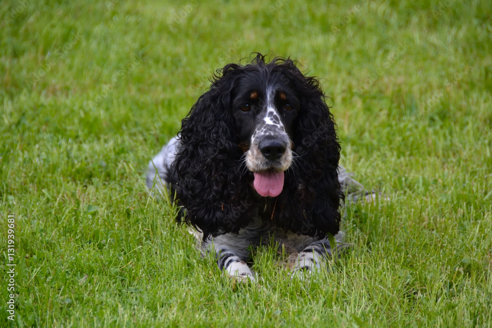the dog the dog