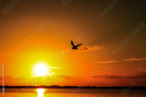 sunset and bird