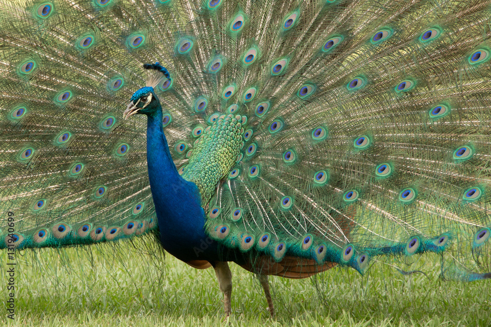 Obraz premium Peacock