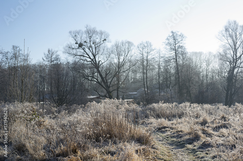 Straws of wild grass and bare broadleaved trees with mistletoe on the branches. Countryside scenery in winter  hoarfrost on the plants. Strong side back light. Focus on foreground