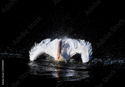 Big pelican with flapping wings and blue drops swimming in black water of dark ocean, wildlife