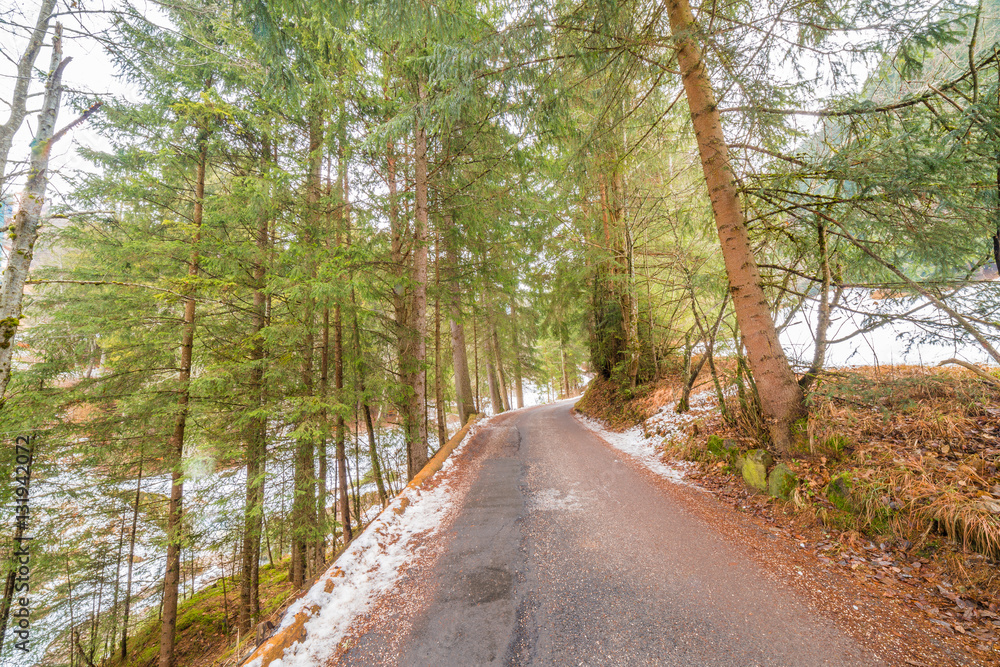 Naklejka premium Dirt road crossing Alpine forest