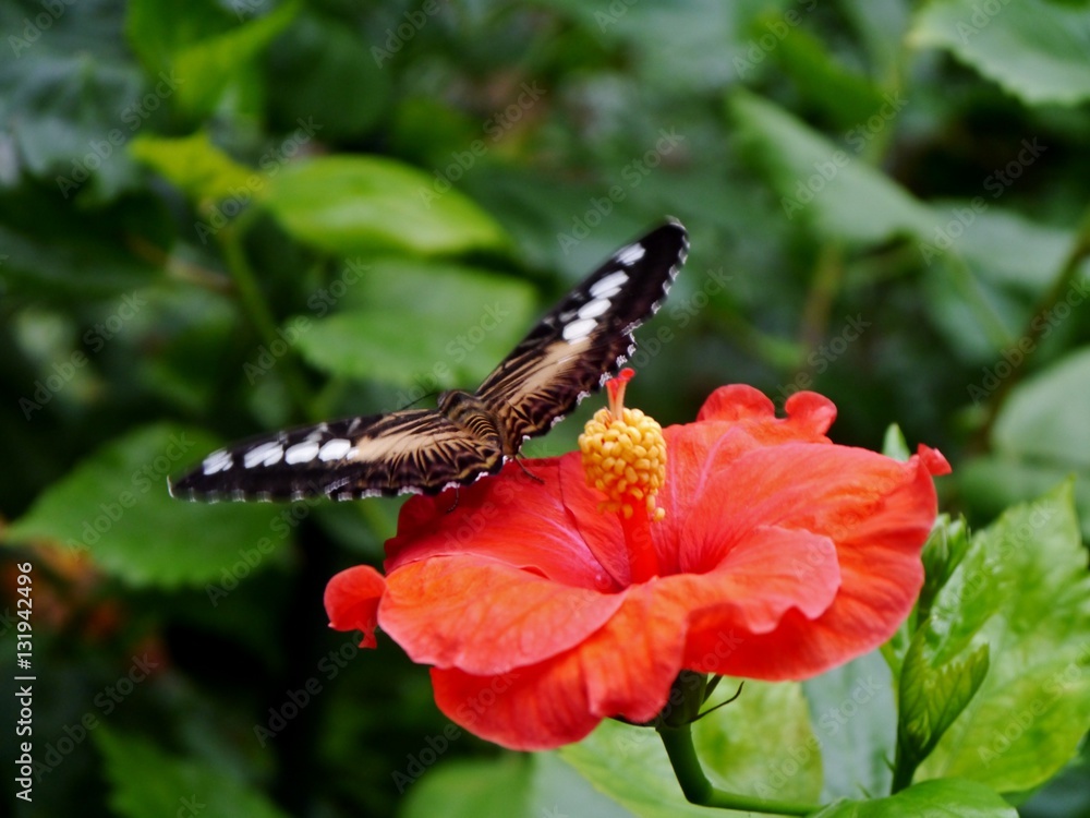 Fototapeta premium Schmetterling sitzt auf Hibiskusblüte
