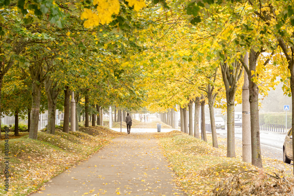 Naklejka premium Walking under the trees in Autumn I