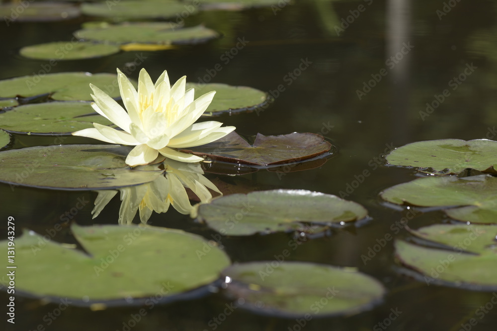 Mexican waterlily flowered in the middle of the lake Mexican waterlily flowered in the middle of the lake