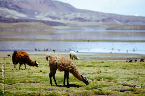 Llamas in the Andes