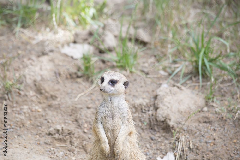 Fototapeta premium Meerkat