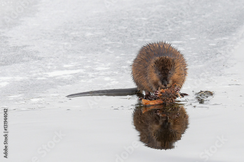 Fotografie Muskrat sitting on ice eating roots