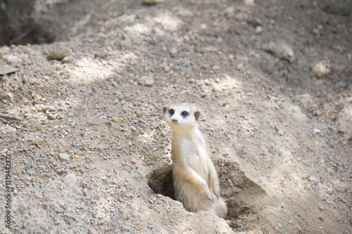 Wallpaper Mural Meerkat Torontodigital.ca