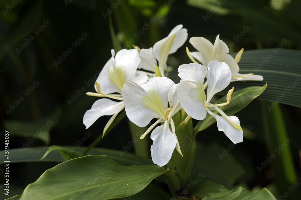 Obraz premium White ginger lily on dark forest background