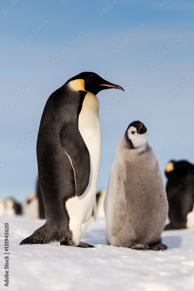 Obraz premium Emperor penguin chick waiting to be fed