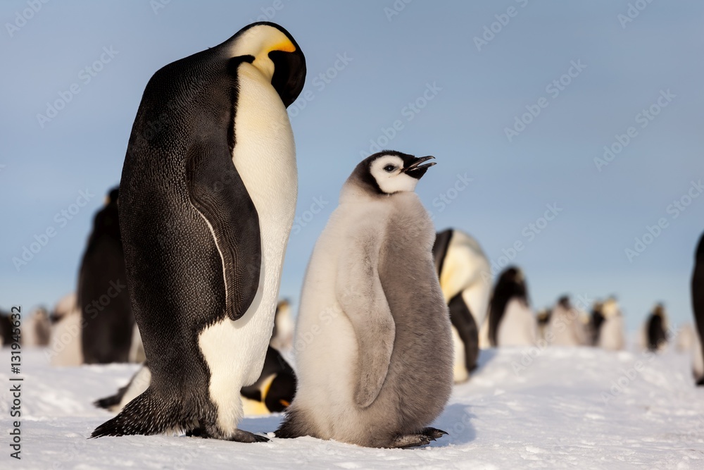 Fototapeta premium Life of an Emperor penguin in the big colony (with chicks!))