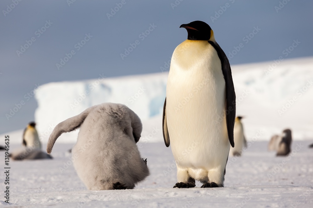 Cute Emperor penguin chick trying to scratch head