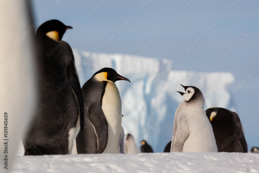Fototapeta premium Life of an Emperor penguin in the big colony (with chicks!))