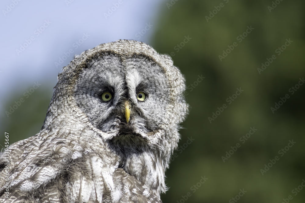 Obraz premium Great Gray owl portrait image with copy space
