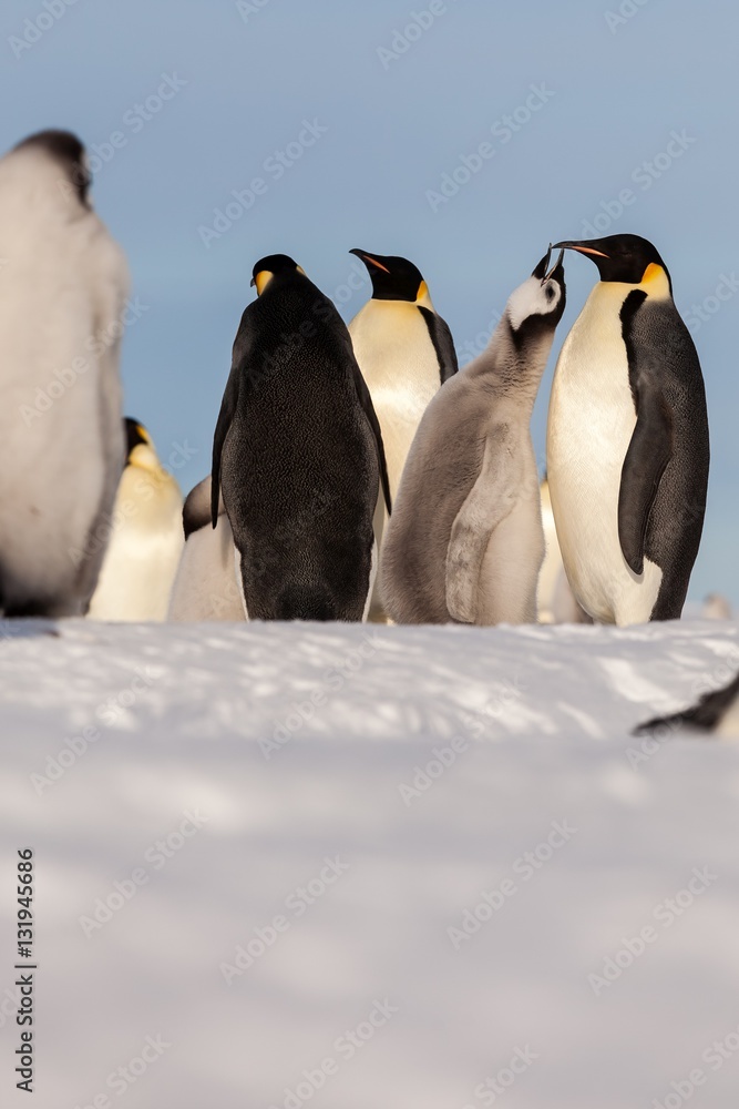 Obraz premium Life of an Emperor penguin in the big colony (with chicks!))