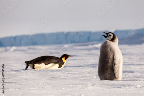 Cute Emperor penguin chick singing while other penguin slides on belly